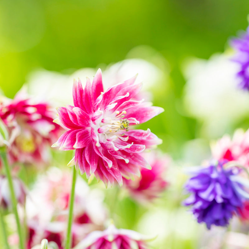 Aquilegia 'Nora Barlow' Seeds