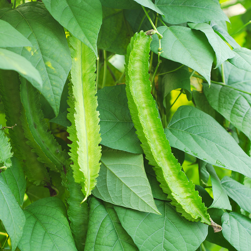 Asparagus Pea - Seeds