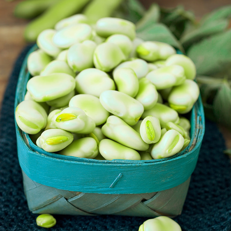 Broad Bean 'Giant Exhibition Longpod' Seeds