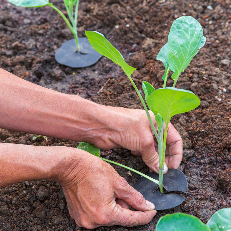 Brussel Sprout 'Long Island' Seeds