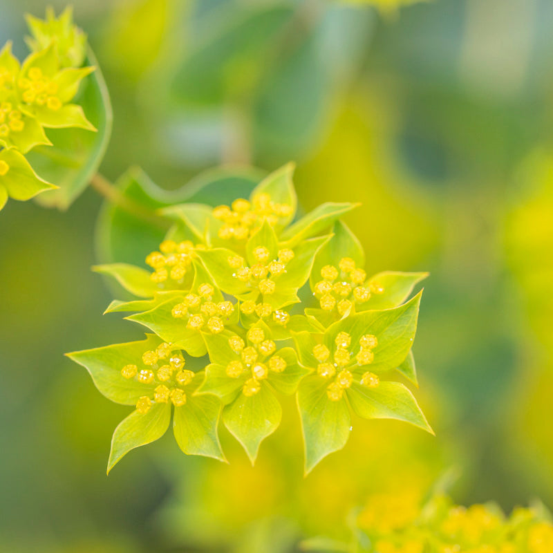 Bupleurum griffithii - Seeds