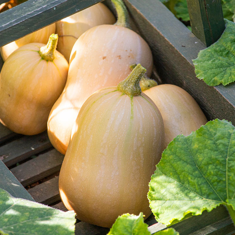Butternut Squash 'Butterbush F1' Seeds