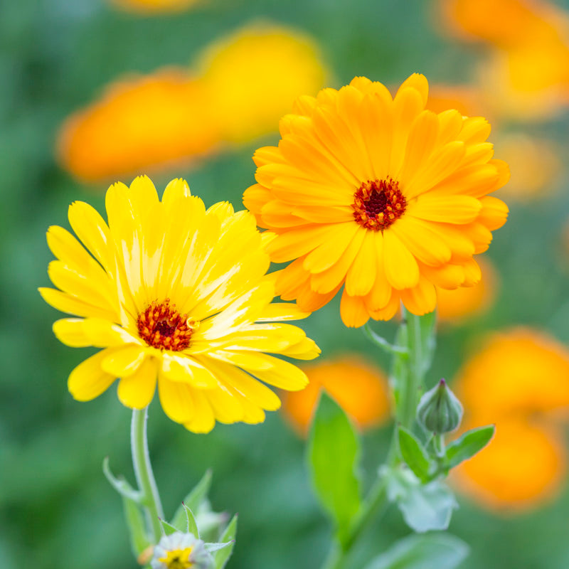 Calendula 'Pacific Beauty Mix' Seeds