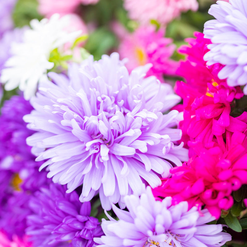 Callistephus 'Duchesse Mix' Seeds