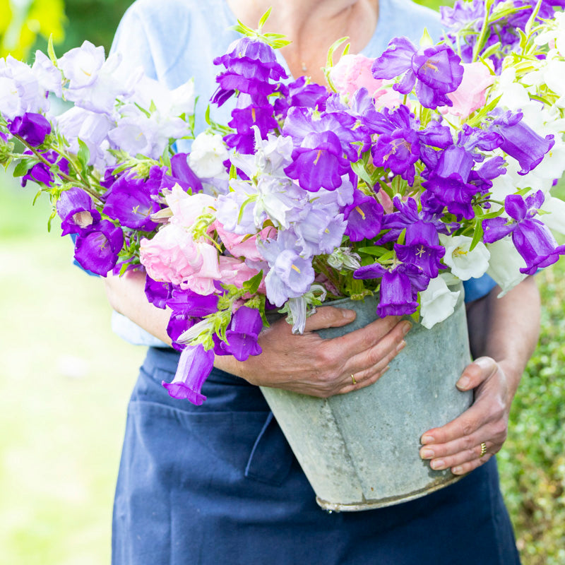 Campanula 'Canterbury Bells Mixed' - Seeds
