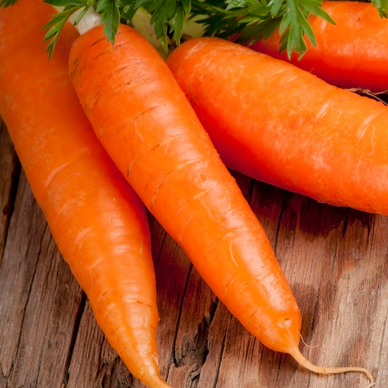 Carrot 'Autumn King 2' Seeds