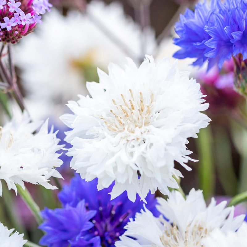 Centaurea cyanus 'Ball White' Seeds
