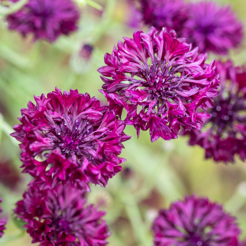 Centaurea 'Black Ball' (Cornflower) Seeds