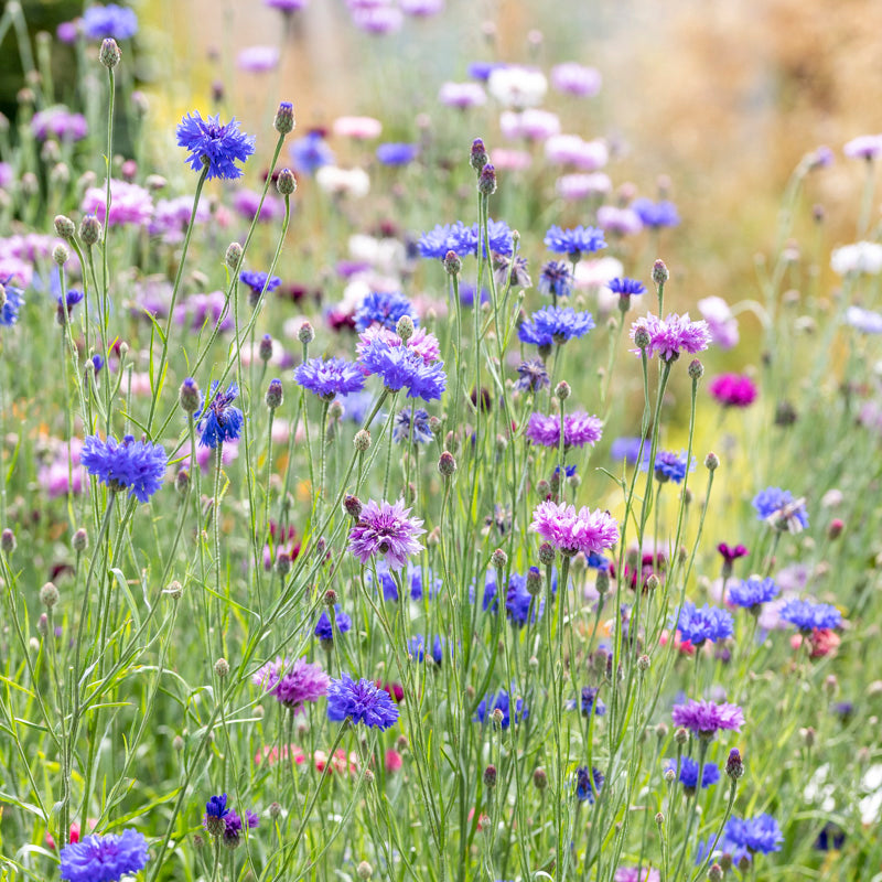Centaurea cyanus 'Polka Dot Mixed' Seeds
