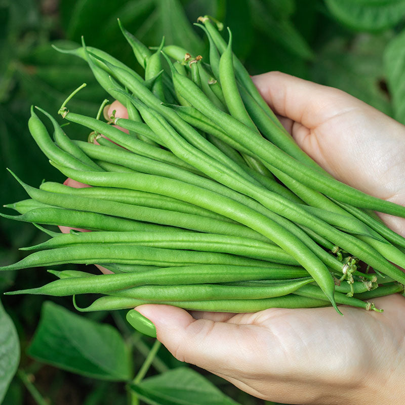 Climbing French Bean 'Cobra' Seeds Stocks & Green