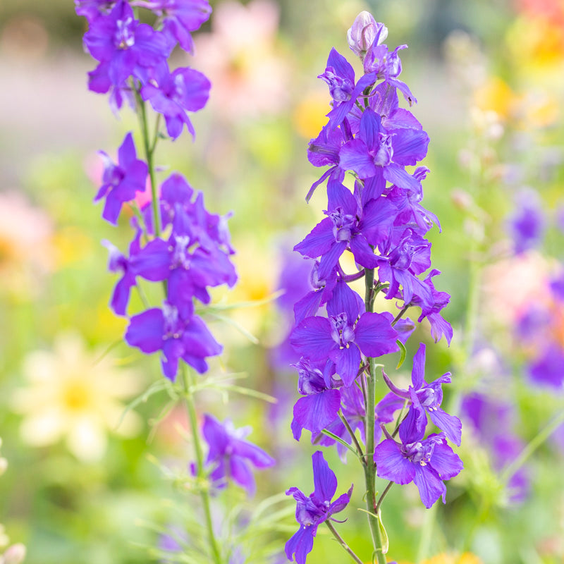 Consolida ajacis 'Blue spire' Seeds