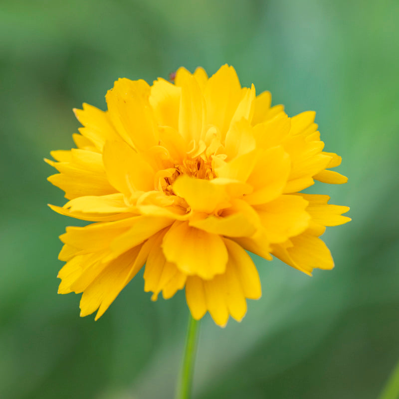 Coreopsis 'Golden Crown' Seeds