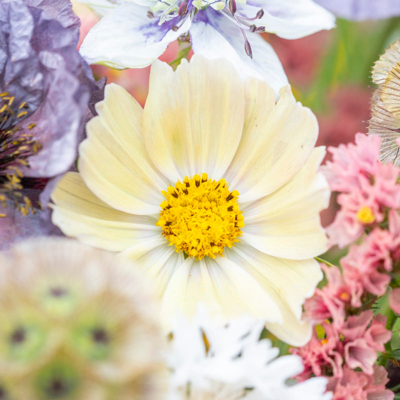 Cosmos 'Lemonade' Seeds