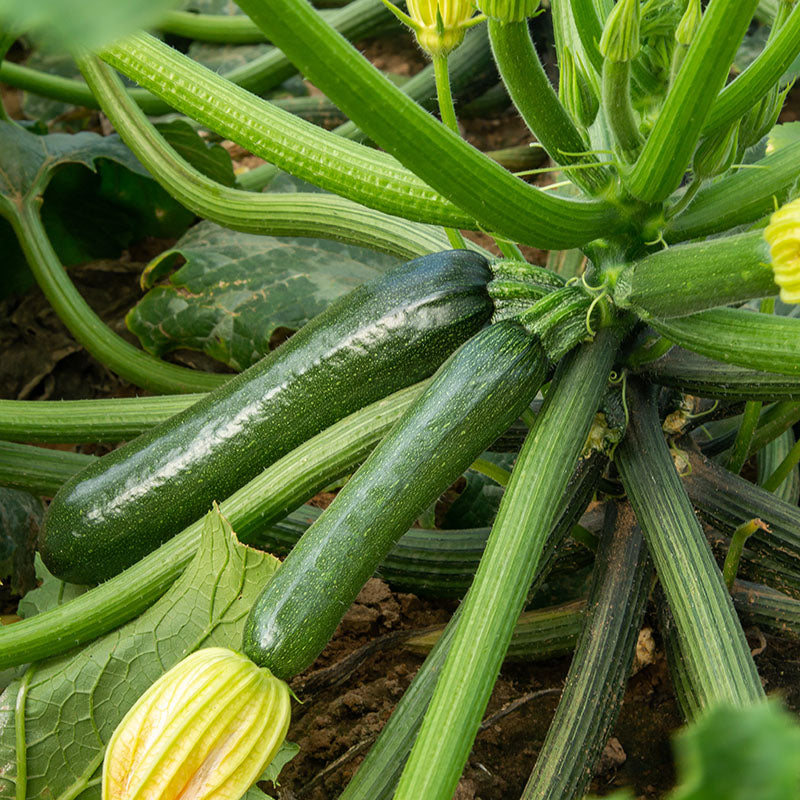 Courgette 'Defender F1' Seeds