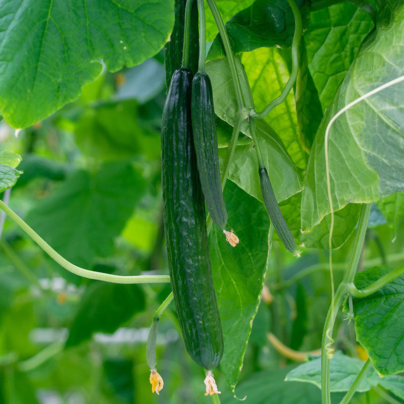 Cucumber 'Burpless Tasty Green F1' Seeds