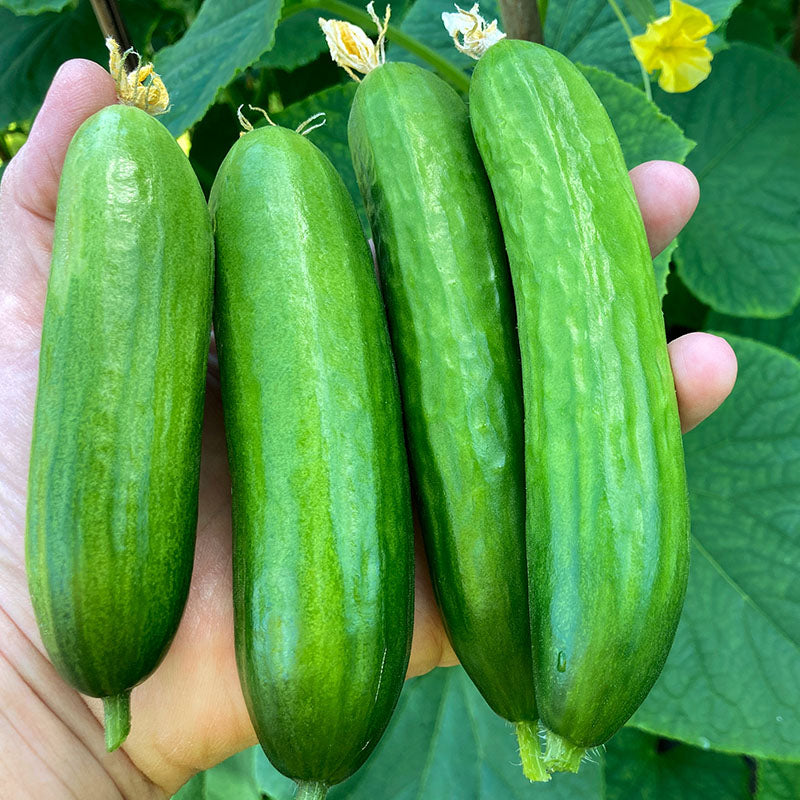 Cucumber 'La Diva' Seeds Stocks & Green