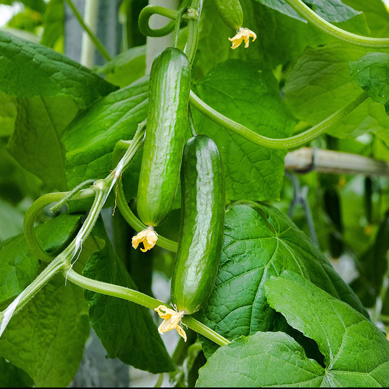 Cucumber 'La Diva' Seeds