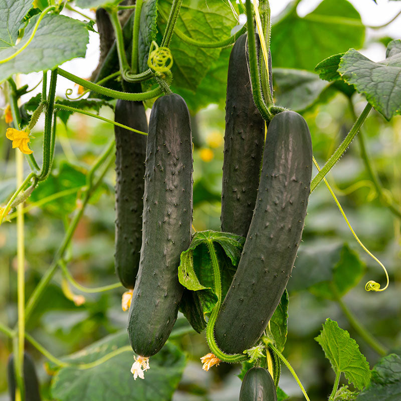 Cucumber 'Marketmore' Seeds