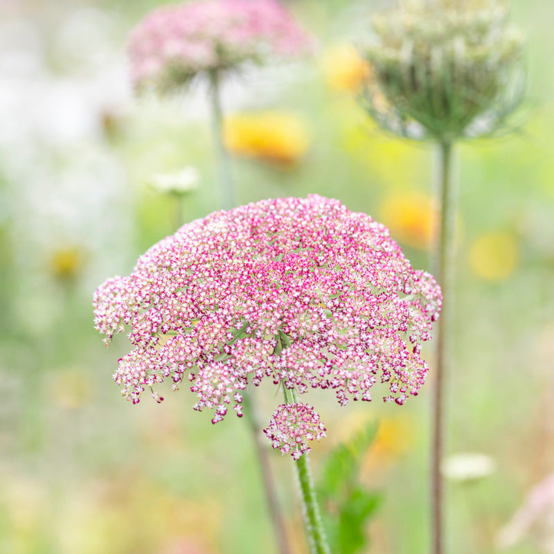 Daucus carota 'Dara' Seeds