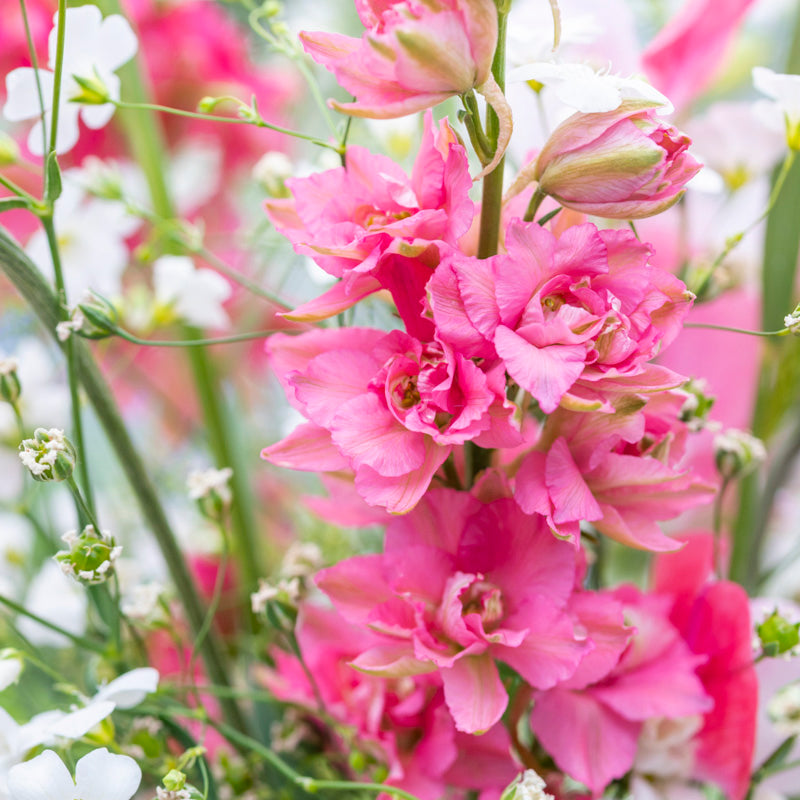 Delphinium consolida 'Salmon Spire' Seeds
