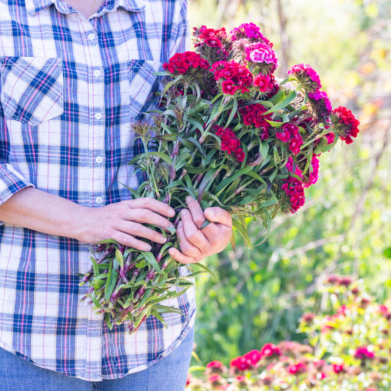 Dianthus barbatus 'Messenger' Seeds