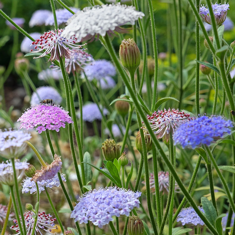 Didiscus caeruleus 'Lace Mixture' Seeds