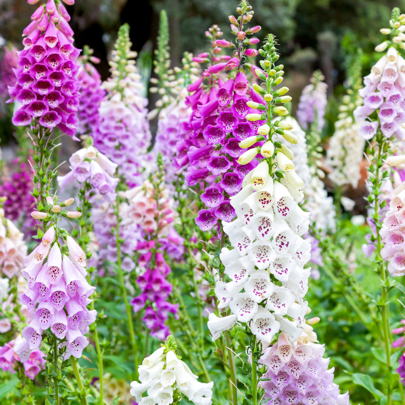 Digitalis 'Foxy Mixed' (Foxgloves) Seeds
