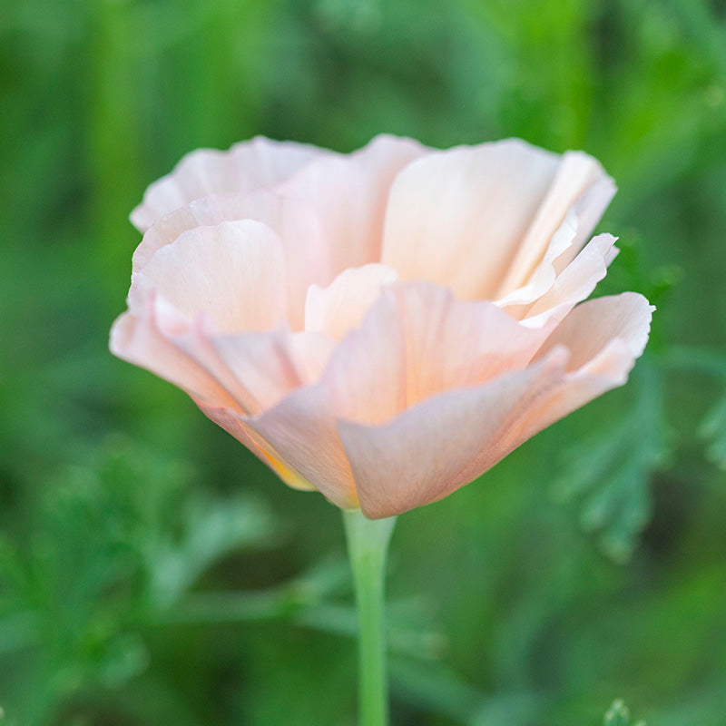 Supersize Jewel Box Garden Collection