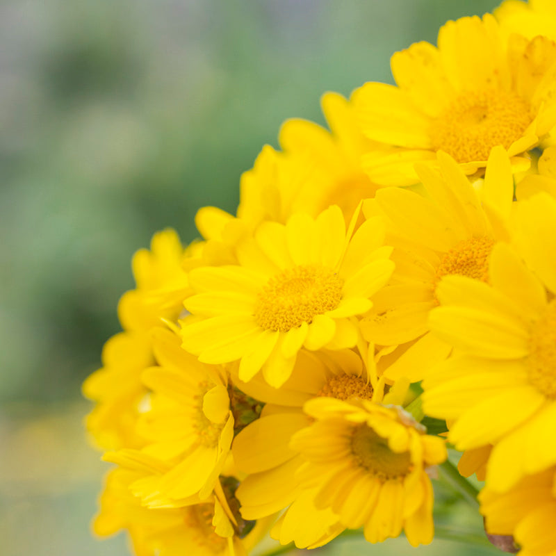 Gelbionis segetum - Corn Marigold Seeds