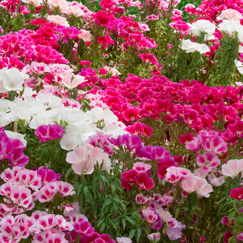 Godetia grandiflora 'Tall Double Mixed' Seeds