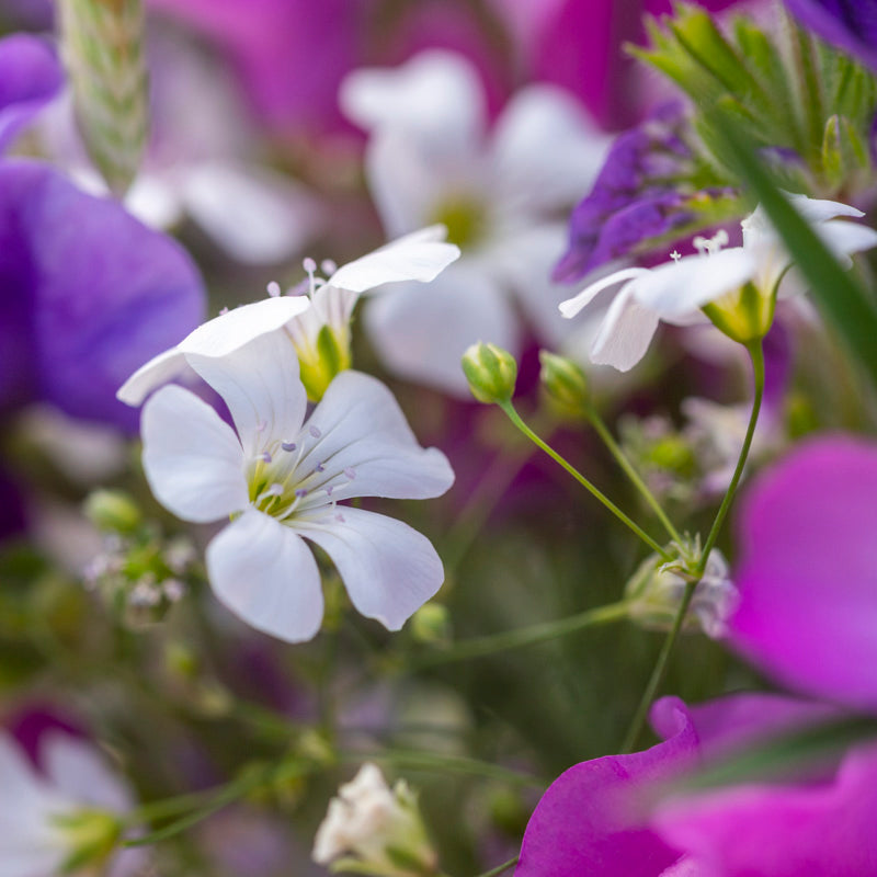 Gypsophila elegans 'Covent Garden' Seeds
