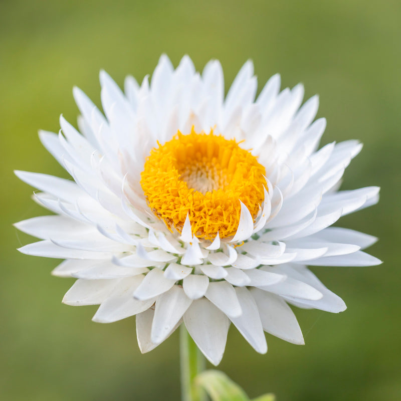 Helichrysum 'White' Seeds