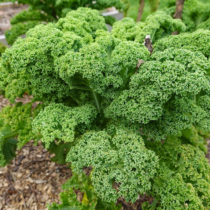 Kale 'Dwarf Green Curled' Seeds