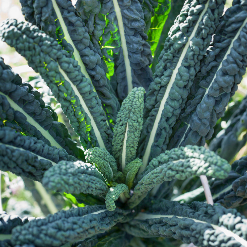 Heirloom Veg Collection