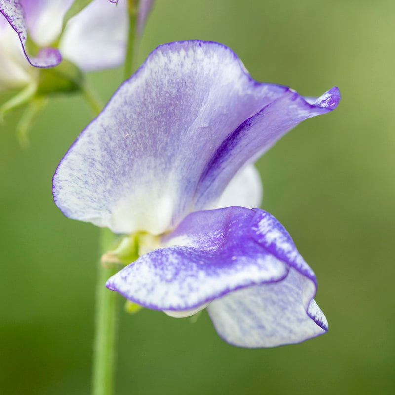 Lathyrus 'Blue Ripple' Seeds