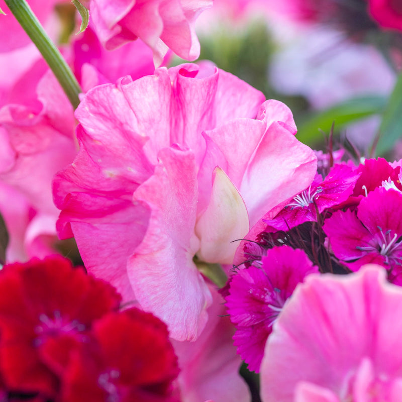 Lathyrus 'Geranium Pink' (Sweet Peas) Seeds