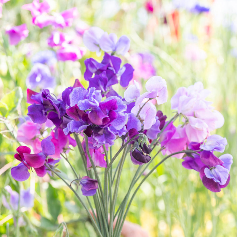 Lathyrus 'Midnight Blues' Seeds