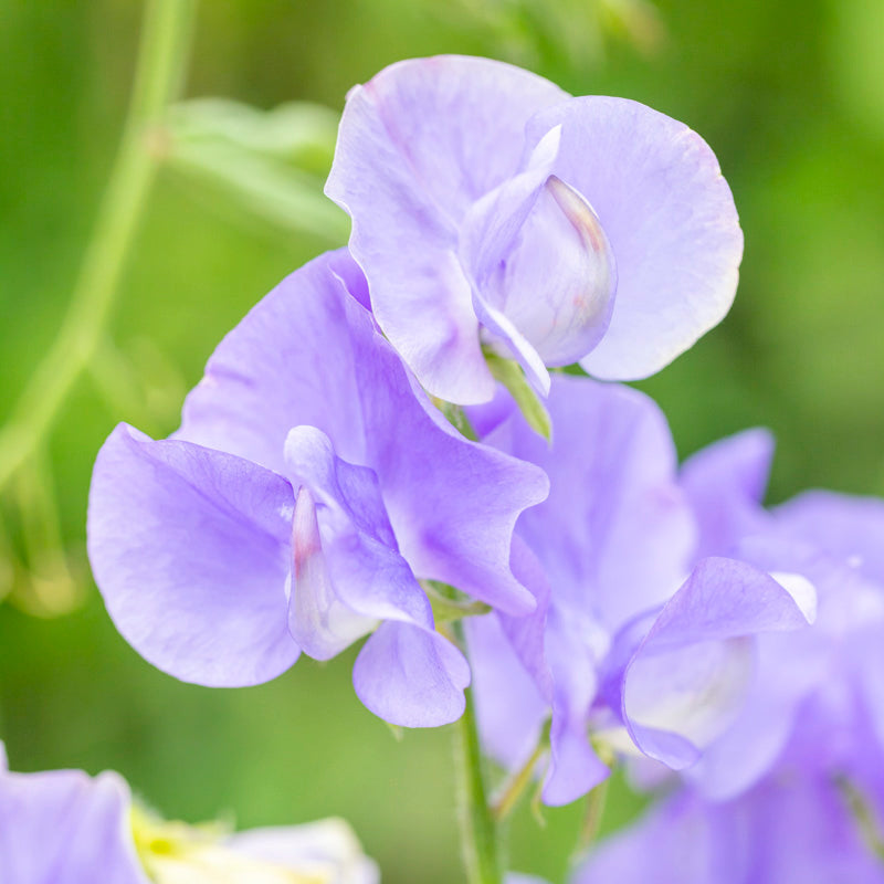 Cutting Garden Seed Collection