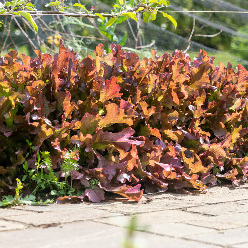Lettuce 'Salad Bowl Red & Green' Mixed - Seeds