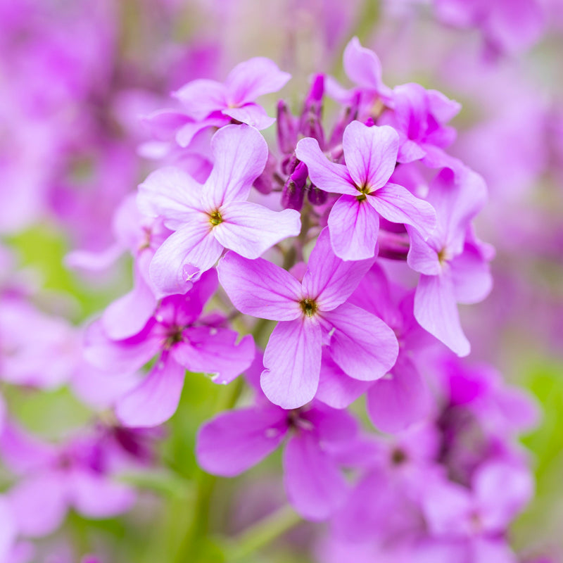 Lunaria annua - Seeds