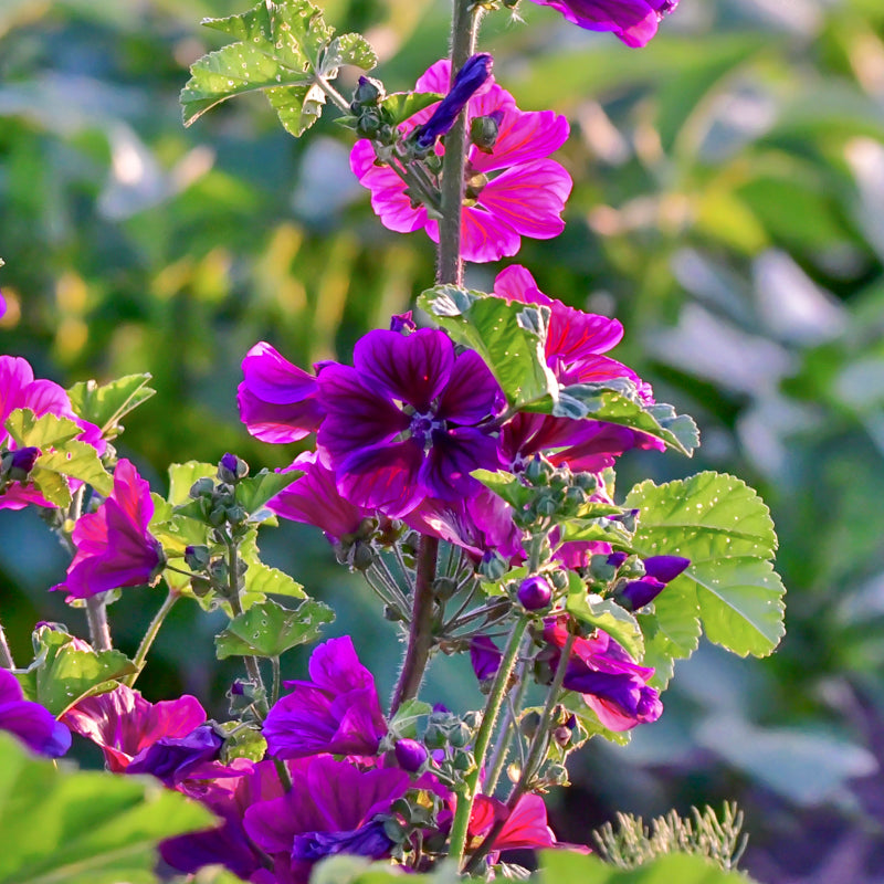 Malva sylvestris var. mauritiana - Tree Mallow Seeds
