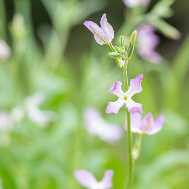 Matthiola bicornis - Seeds
