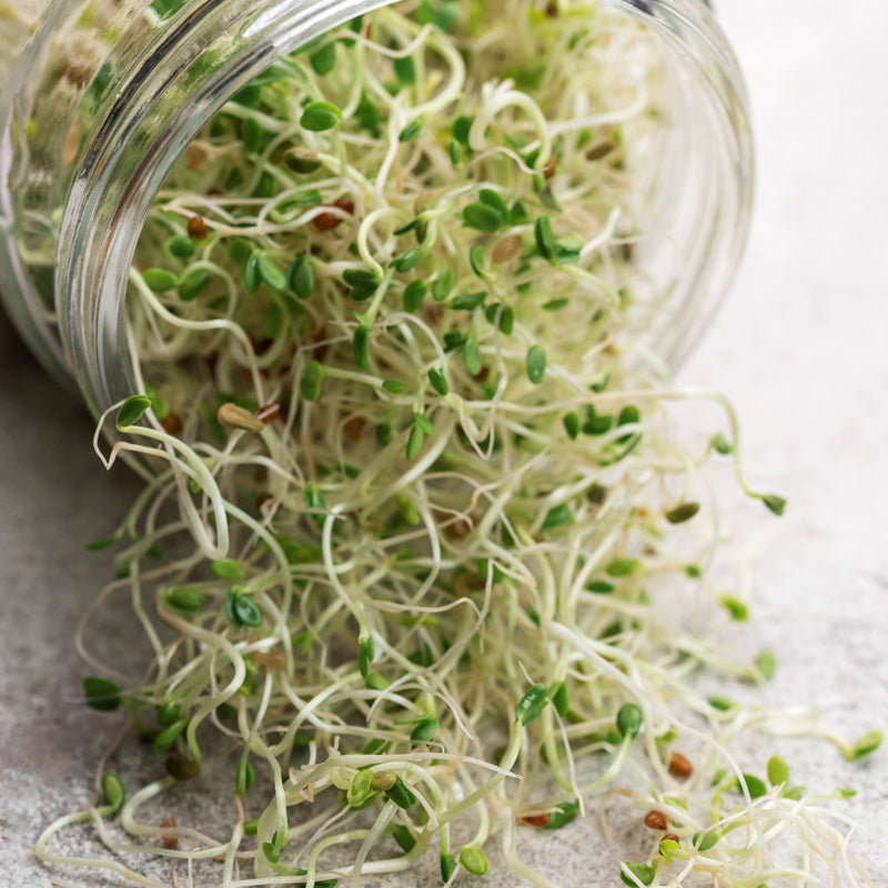 Microgreens – Alfalfa Seeds