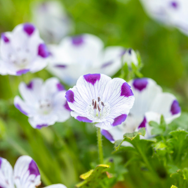 Nemophila maculata (Five Spot) Seeds
