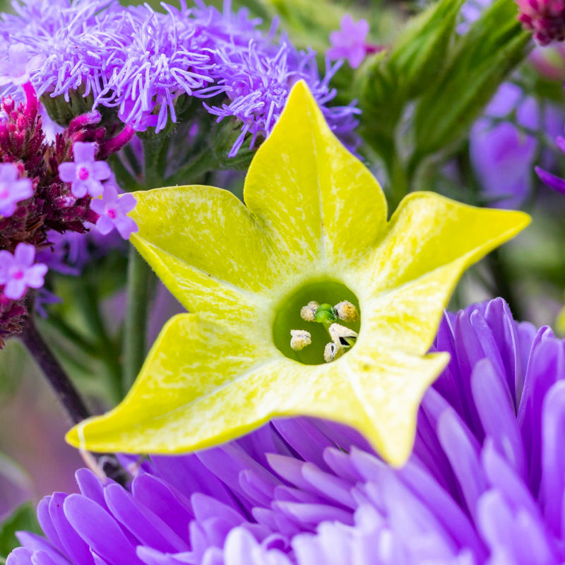 Nicotiana 'Lime Green' Seeds