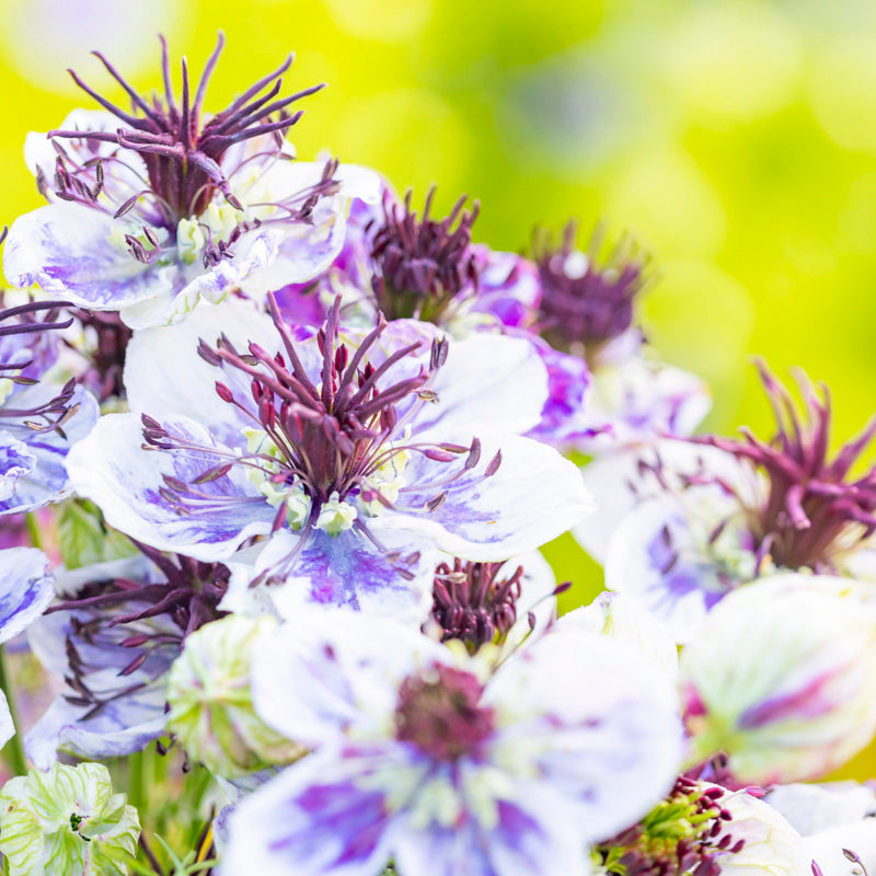 Nigella papillosa 'Delft Blue' Seeds