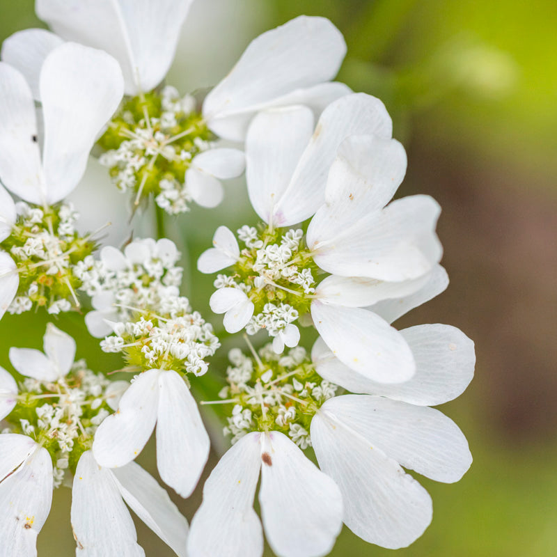Orlaya grandiflora - Seeds
