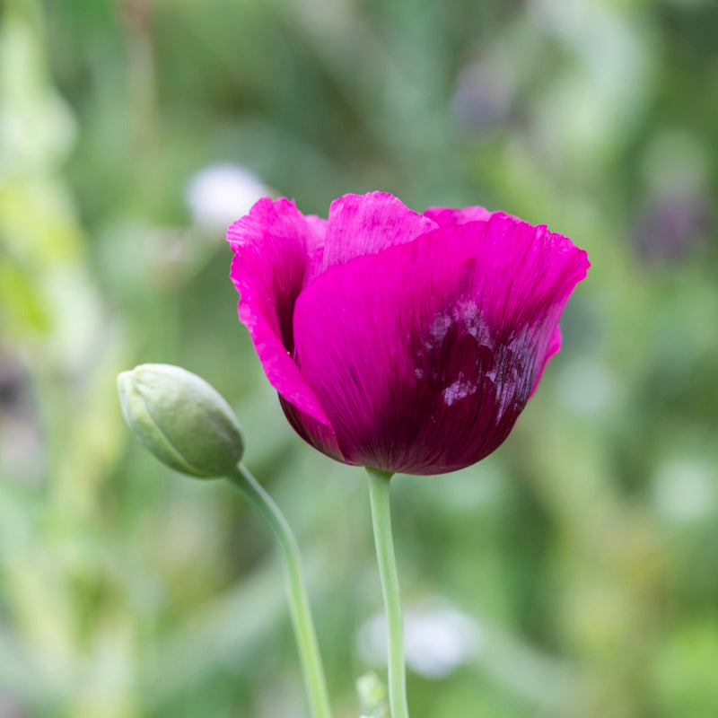 Papaver somniferum 'Lauren's Grape' (Poppy) Seeds