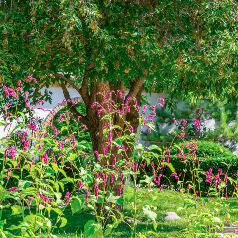 Persicaria orientalis 'Cerise Pearls' Seeds