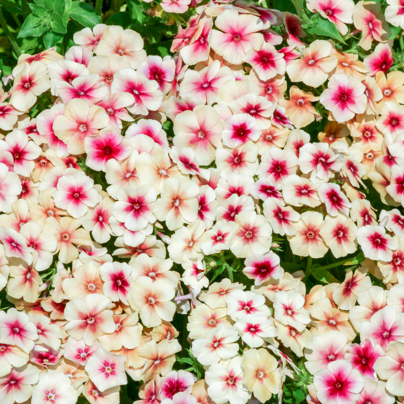 Phlox drummondii grandiflora 'Cherry Caramel' Seeds